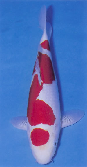 Maroten Kohaku