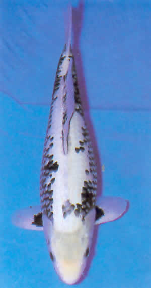 Matsukanabake