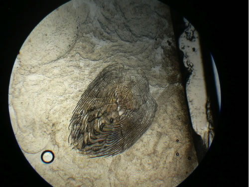 Microscopische opname van een schub