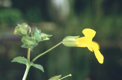 Mimulus luteus Gele maskerbloem