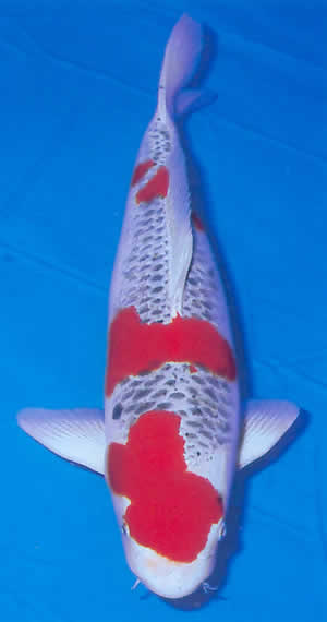 Moderne Goshiki