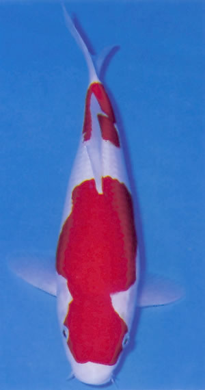 Nidan Kohaku