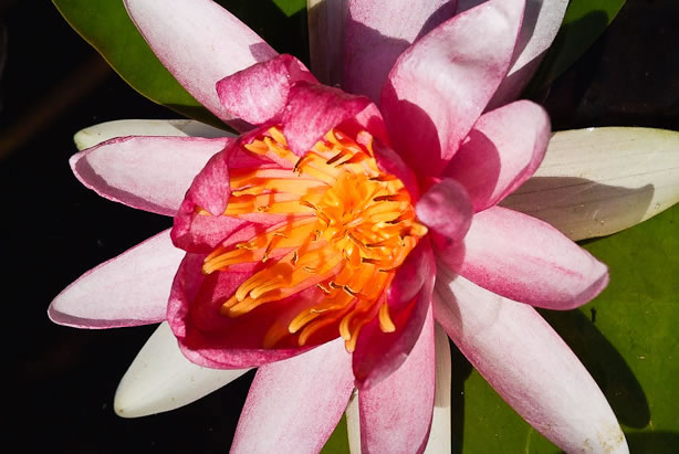 Nymphaea Attraction
