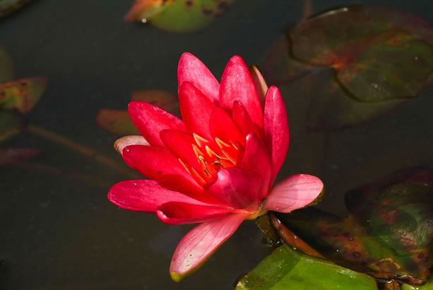 Nymphaea Bateau