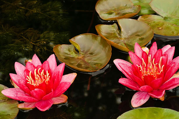 Nymphaea Burgundy Princess