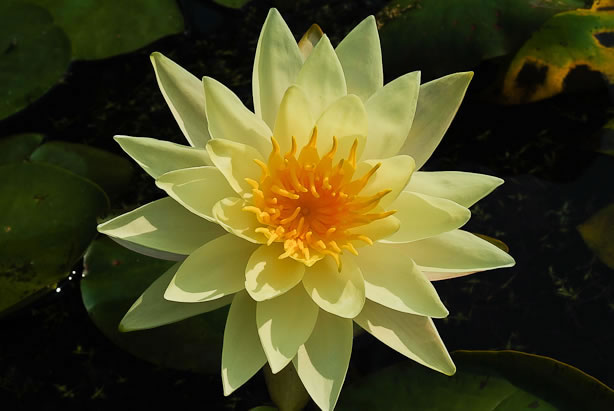 Nymphaea Charlene Strawn