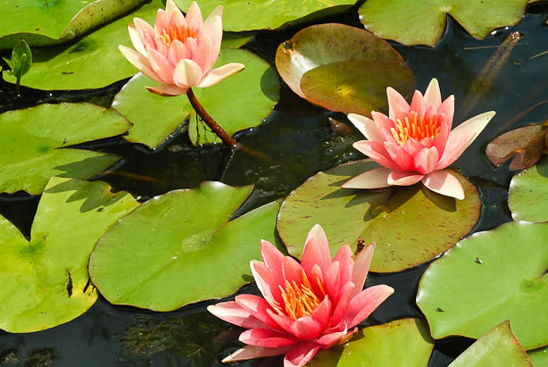 Nymphaea Comanche