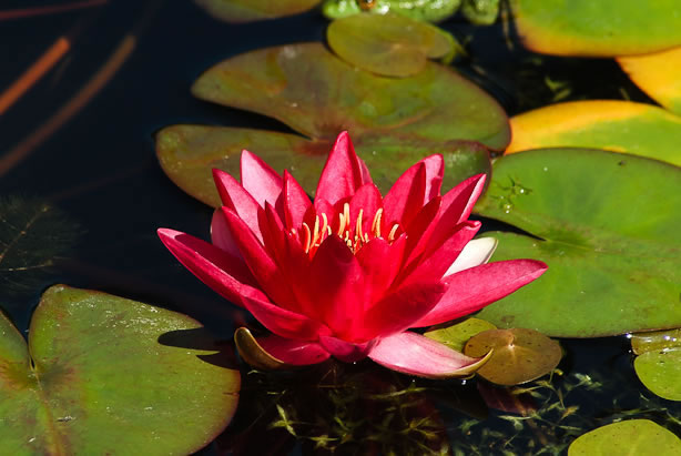 Nymphaea Escarboucle