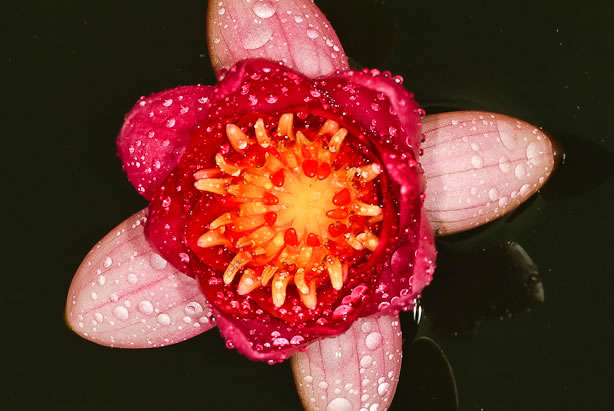 Nymphaea Froebeli