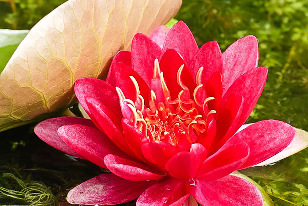 Nymphaea Gloriosa