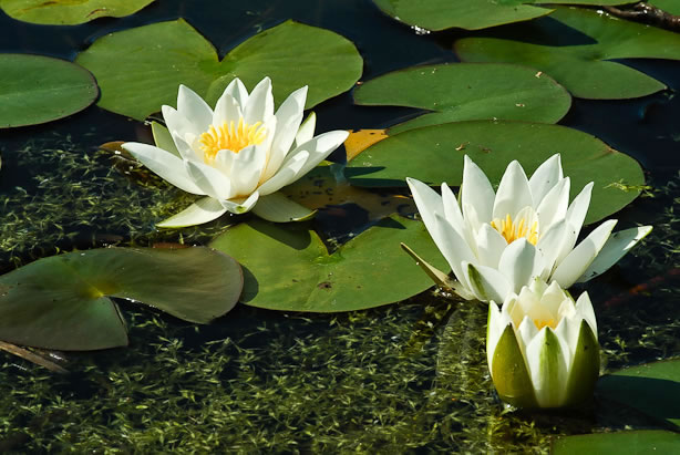 Nymphaea Hermine