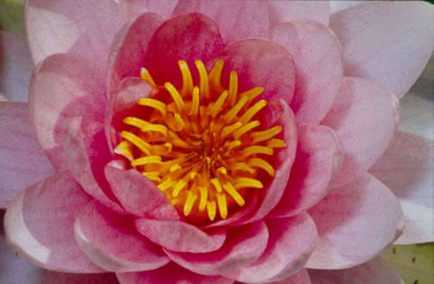 Nymphaea Hollandia