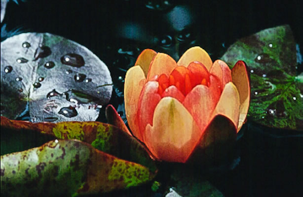 Nymphaea Indiana