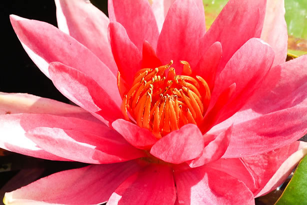 Nymphaea Lucida