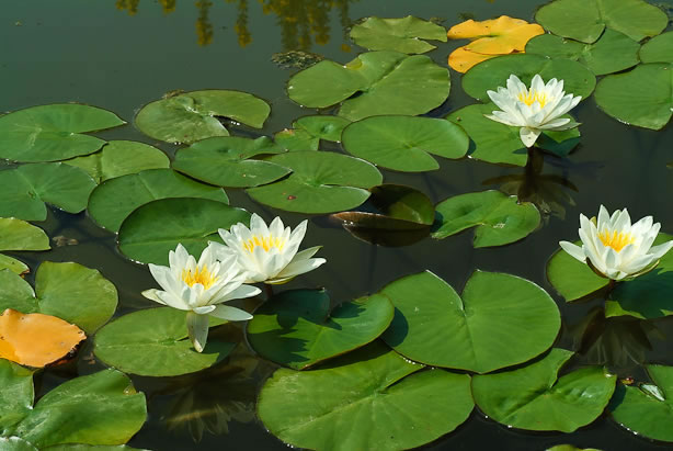 Nymphaea Marliacea Albida & Aurora