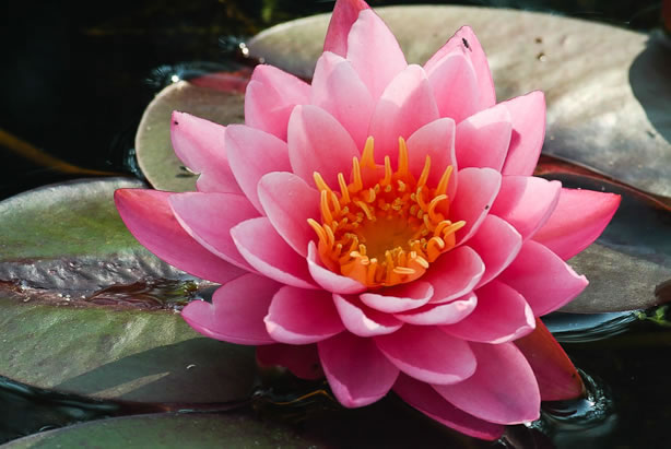 Nymphaea Mayla