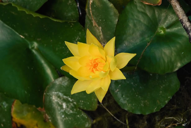 Nymphaea mexicana