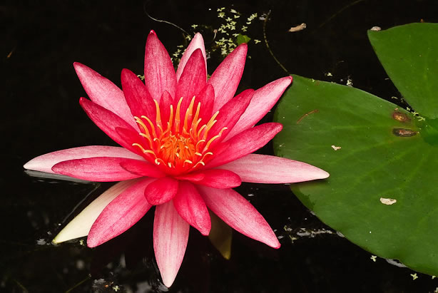 Nymphaea Newton