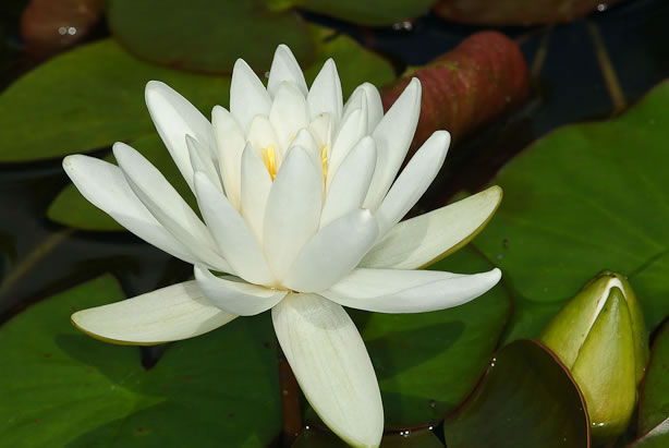 Nymphaea odorata