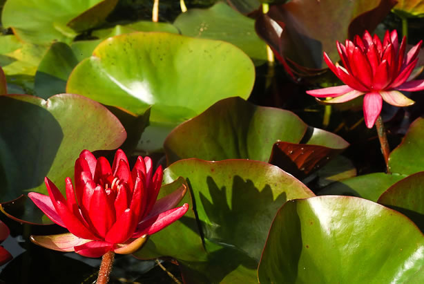 Nymphaea Perry