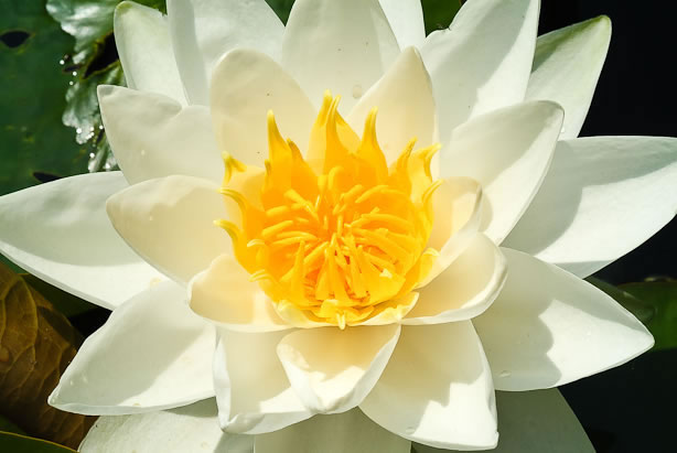 Nymphaea P�stlingberg