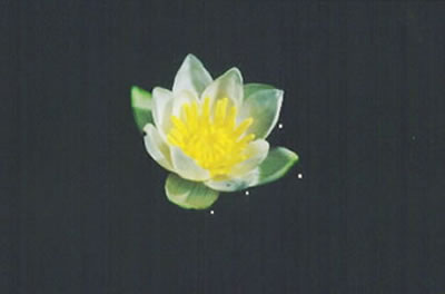 Nymphaea Pygnaea Alba