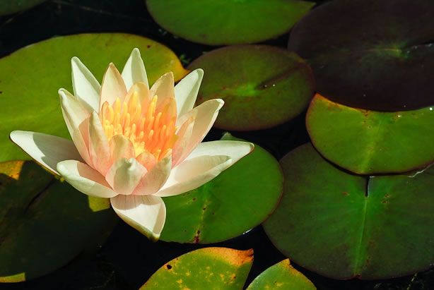 Nymphaea Sioux