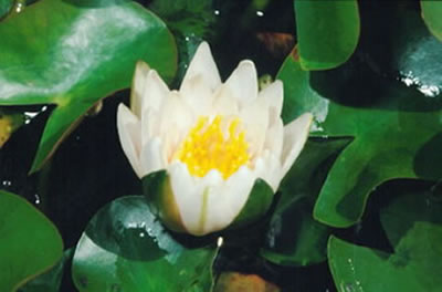 Nymphaea Tetragona