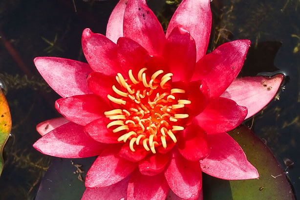 Nymphaea William Falconer