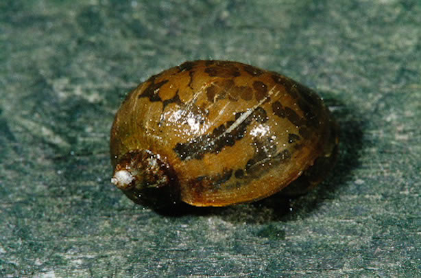 Oorvormige poelslak