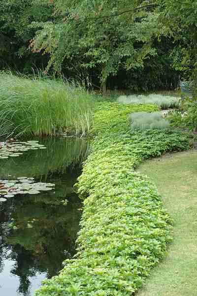 Pachysandra aan de vijverrand