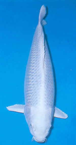 Platinum Ogon