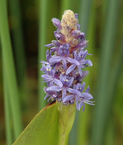 Pontederia cordata onvoltooide bloem