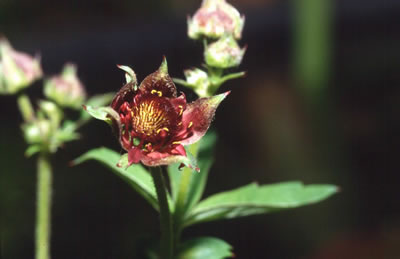 Potentilla palustris Wateraardbei
