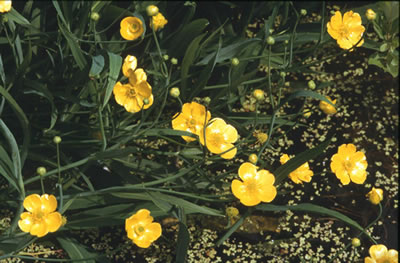 Ranunculus lingua Grote boterbloem
