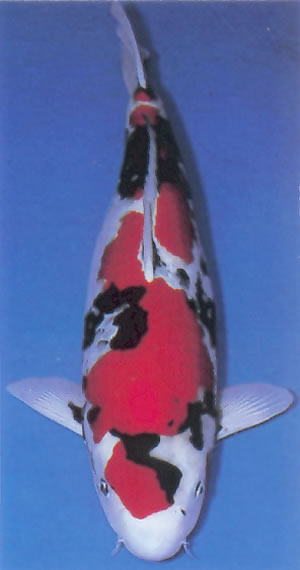 Showa Sanshoku