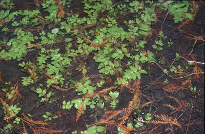 Sium erectum Watereppe