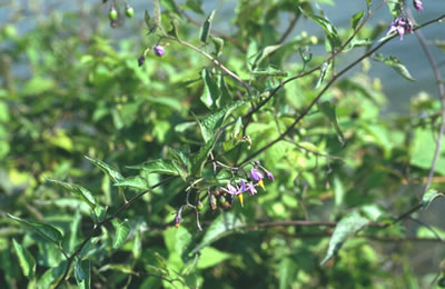 Solanum dulcamara Bitterzoet