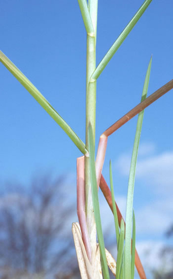 Sparganium erectum Grote egelskop