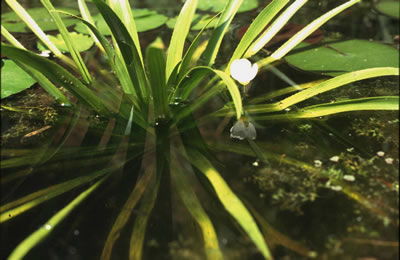 Stratiotes  aloides, Krabbescheer