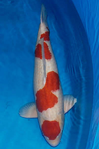 Supreme champion 2009