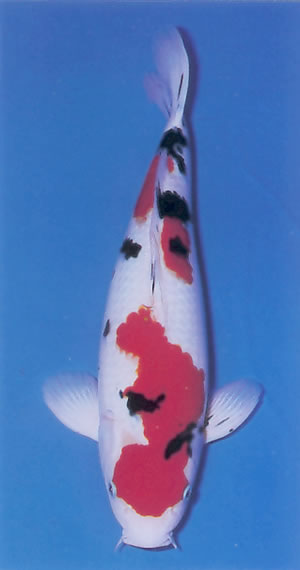 Taisho Sanshoku