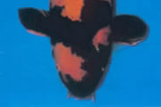 Deze koi is een zwarte vis met oranje of gele tekening. De patronen moeten een oplichtend effect vertonen.