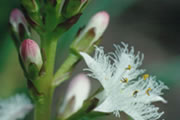 De bloemknoppen zijn roze. De ongeveer 1,5 cm grote bloemen staan in 20 tot 30 cm lange trossen. De witte bloemkroon met een zweempje rood is opvallend franjeachtig gebaard. Bloei treedt meestal op in meijuni, soms opnieuw in het najaar. De doosvrucht is bol van vorm.