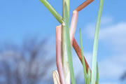 Het lijkt alsof grote egelskop ontworpen is met passer en liniaal. De stengel vertakt zich perfect en ritmisch. De zijtakjes ervan dragen de bloemen in ronde bolletjes maar� de vermeerderingsdrift van deze vijverplant is legendarisch. De korte wortelstokken verspreiden zich naar alle kanten en weldra worden de andere planten verstikt. Ook Sparganium emersum, kleine egelskop, is een te duchten woekeraar.