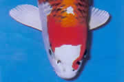 Dit is een platina koi met grote HI patronen die het grootste deel van het lichaam bekleden. De schubben zijn overlapt met een zwart MATSUBA PATROON. (netpatroon)
Het hoofd is meestal voorzien van rood (HI) maar mag hier tegenover geen zwart (SUMI) bevatten.
Men kan het vergelijken met een metaalglanzende KOHAKO die voorzien is van een volledig netpatroon.
Deze koi hebben een bijzondere uitstraling in een vijver waar enkel non metallic koi aanwezig zijn.
Het zijn kweekproducten verkregen door kruisingen met SHUSUI, MATSUBA en HARIWAKE.
Door hun uitstraling genieten ze meer en meer aan populariteit.