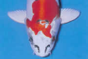Dit is een fascinerende platinum koi met rode (HI) patronen op het lichaam.
De SUMI tekening is enkel te zien op de schubben langs de rugvin of de middenlijn van de flanken.
