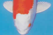 Deze vari�teit wordt ook wel KIN FUJI genoemd. Het is een metaalglanzende KOHAKU.
Bij de meeste exemplaren verandert de HI in diep oranje. Een zuiver platina hoofd is het beste en 
waardevolst.