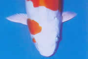De schubloze Platinum Kohaku