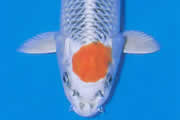 Een zilveren, metallic koi met een metaalglans waarbij de schubben beschikken over een netpatroon. Op het hoofd bevindt zich een hi patroon.